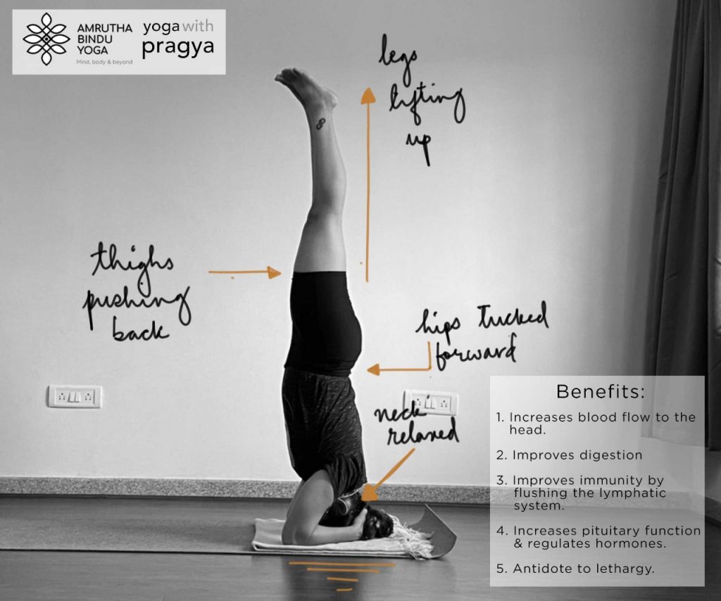 Prana Yoga International Organization - Headstand Yoga pose is known as  king of all asanas due to its multiple health benefits. It speeds up the  blood circulation and ensures that brain receives
