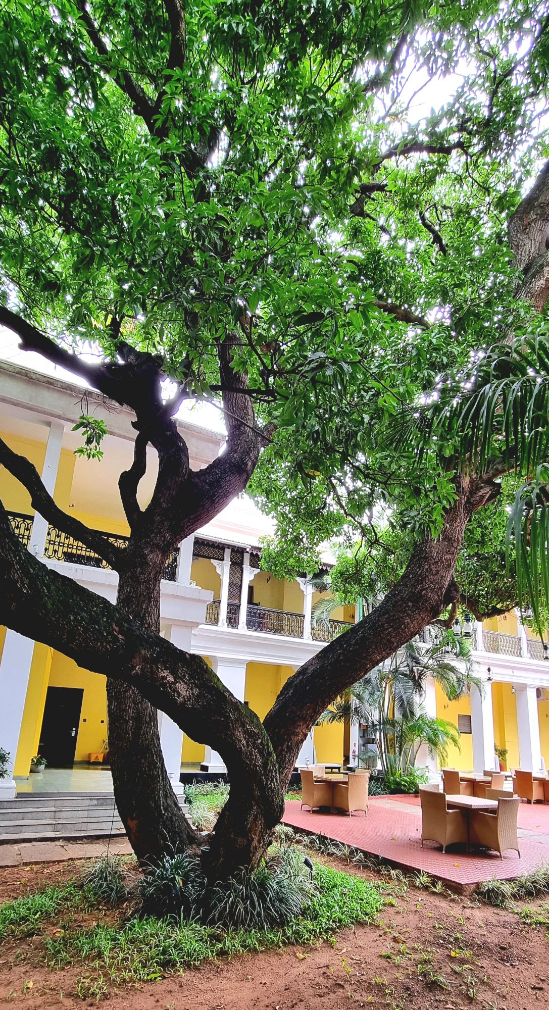 We had breakfast in the hotel courtyard on both days, under these beautiful old trees. There's also live music which makes the entire experience even more pleasant.