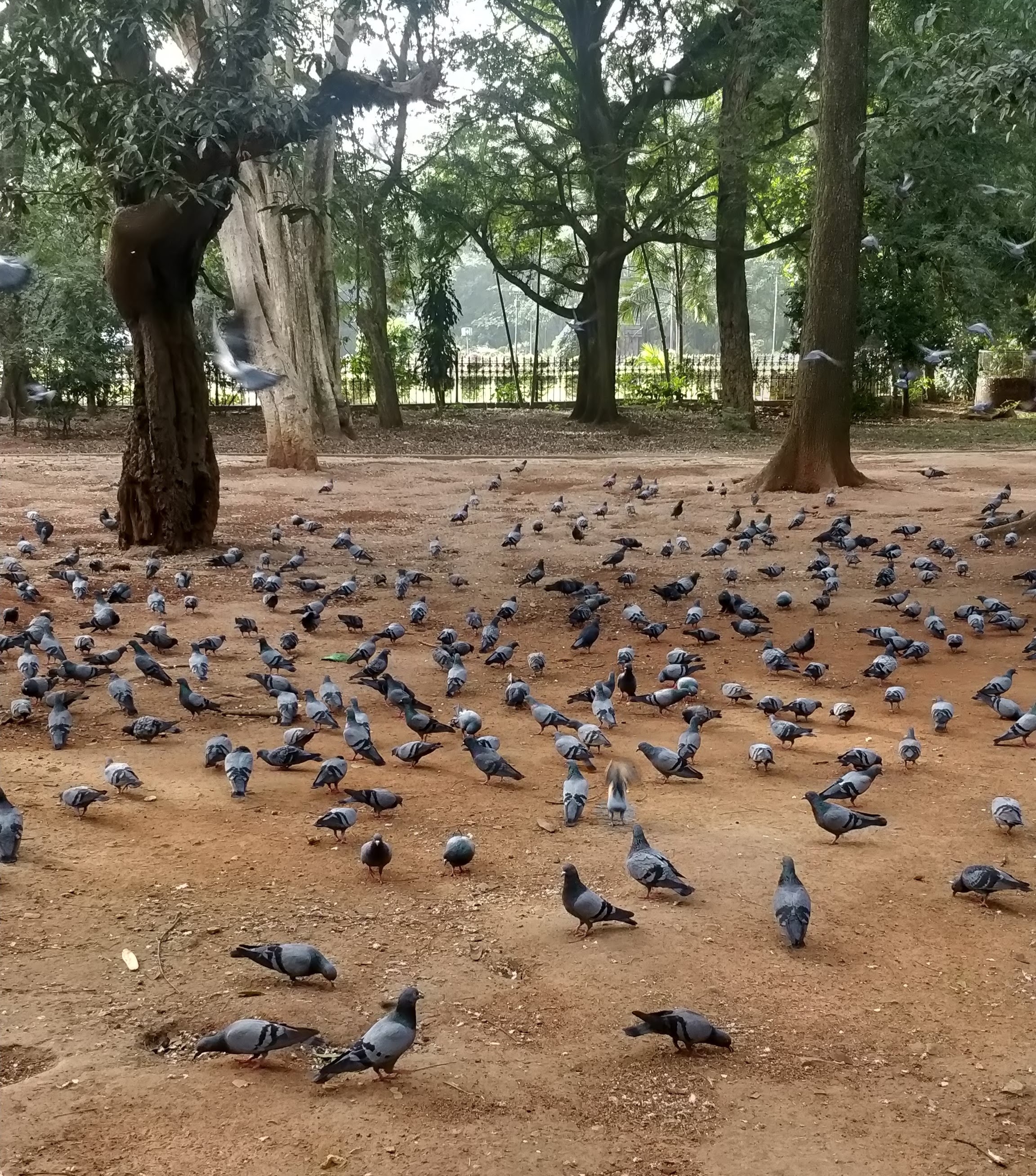 A pigeon, symbolizing motherhood and calm reflection.